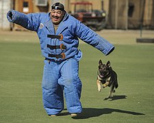 man training a dog