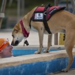 Beginner’s Guide: How To Have A Service Dog