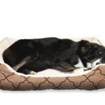 Guide To Buying A Dog Bed