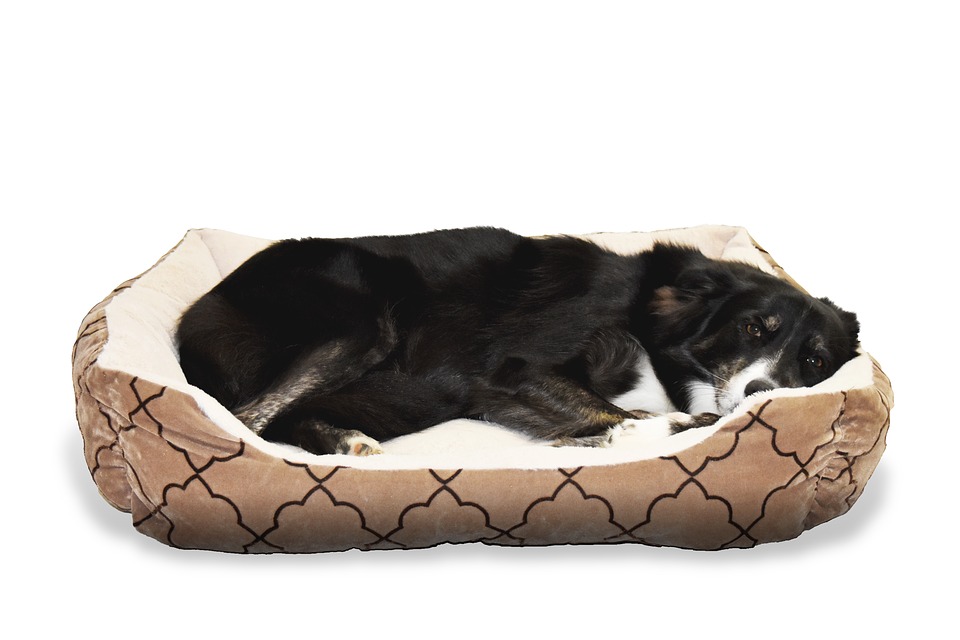 sleeping dog
