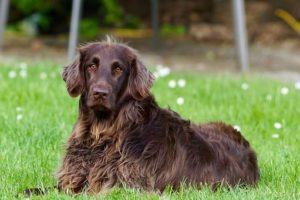 brown dog