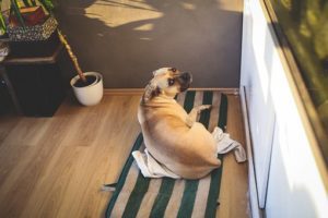 dog