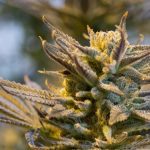 3 Most Important Traits of an Online Cannabis Dispensary