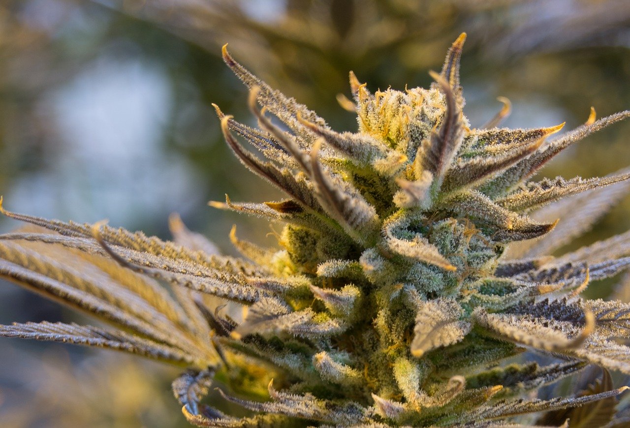 cannabis bud