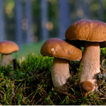 Beginners Tips to Magic Mushrooms
