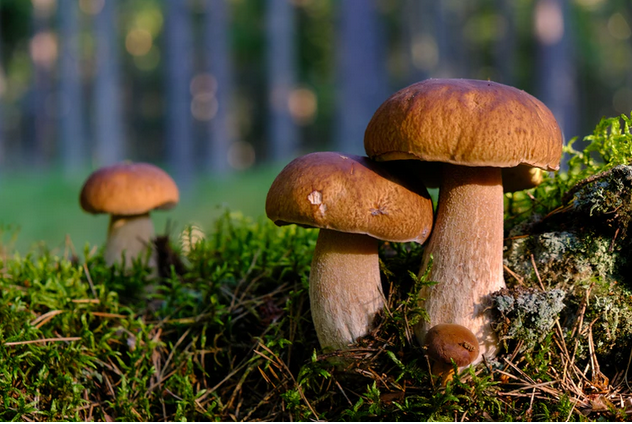 magic mushrooms in the forest