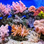 Using LED Lighting to Enhance Coral Coloration and Growth