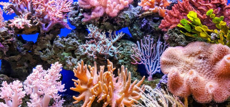 Using LED Lighting to Enhance Coral Coloration and Growth